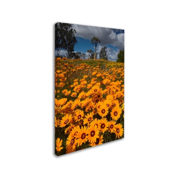 Robert Harding Picture Library 'Yellow Flowers' Canvas Art,30x47